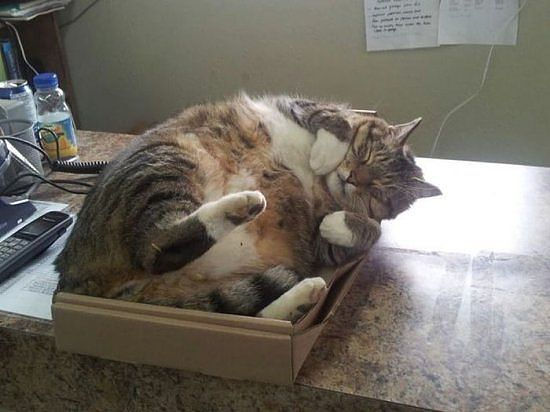 Жирный кот спит в коробке